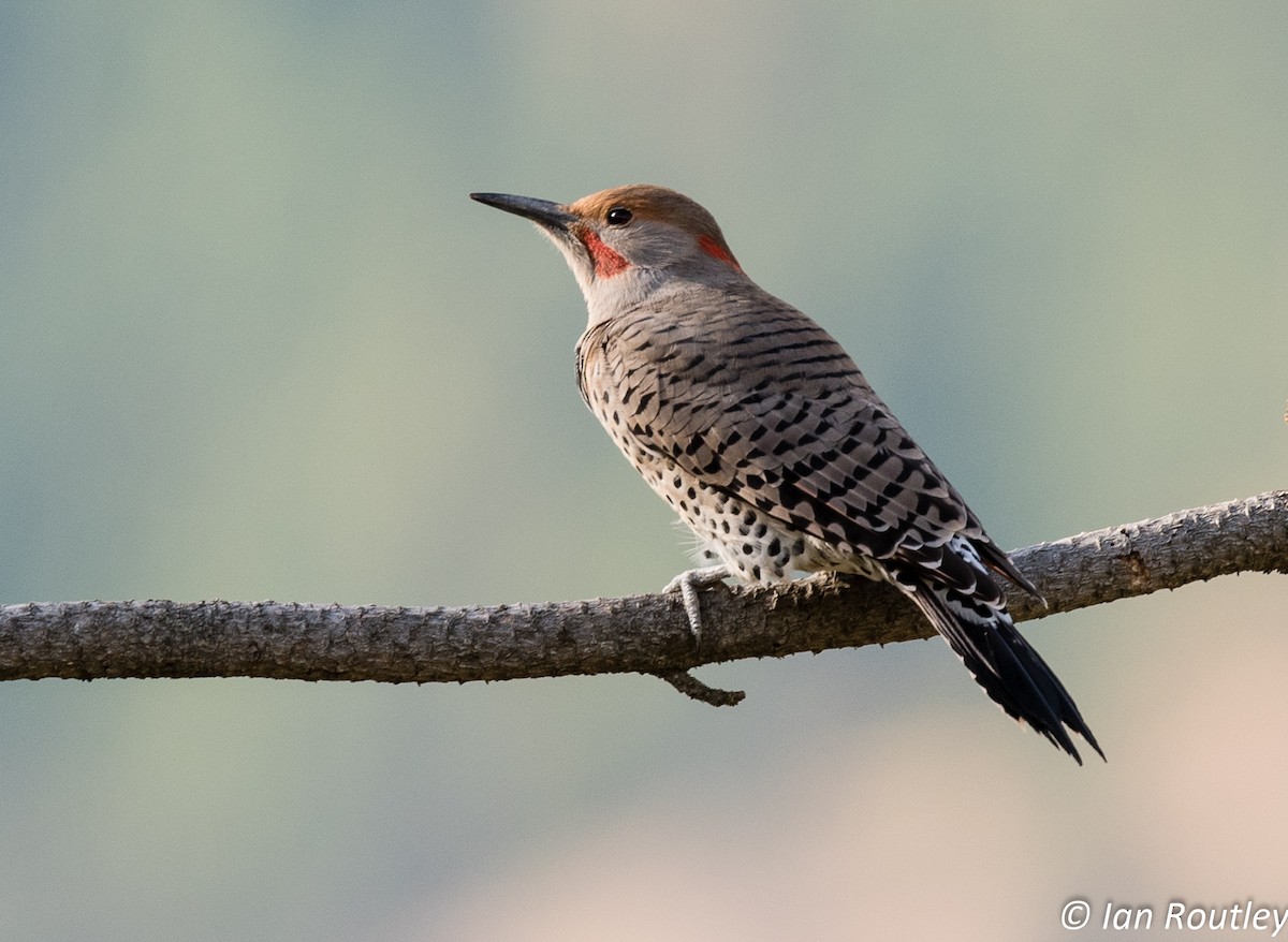 Northern Flicker (Yellow-shafted x Red-shafted) - ML71209041