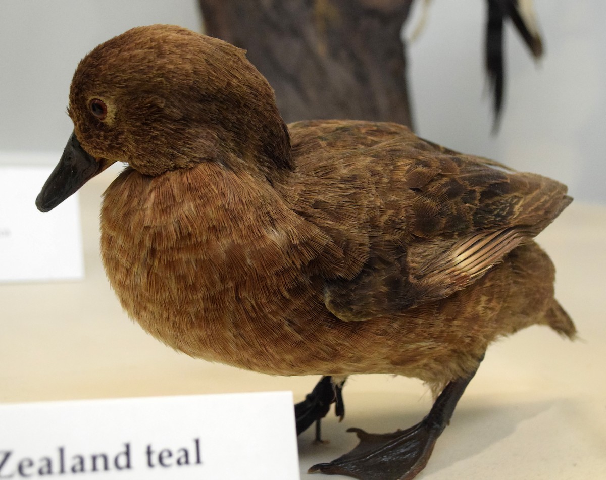 Auckland Islands Teal - A Emmerson