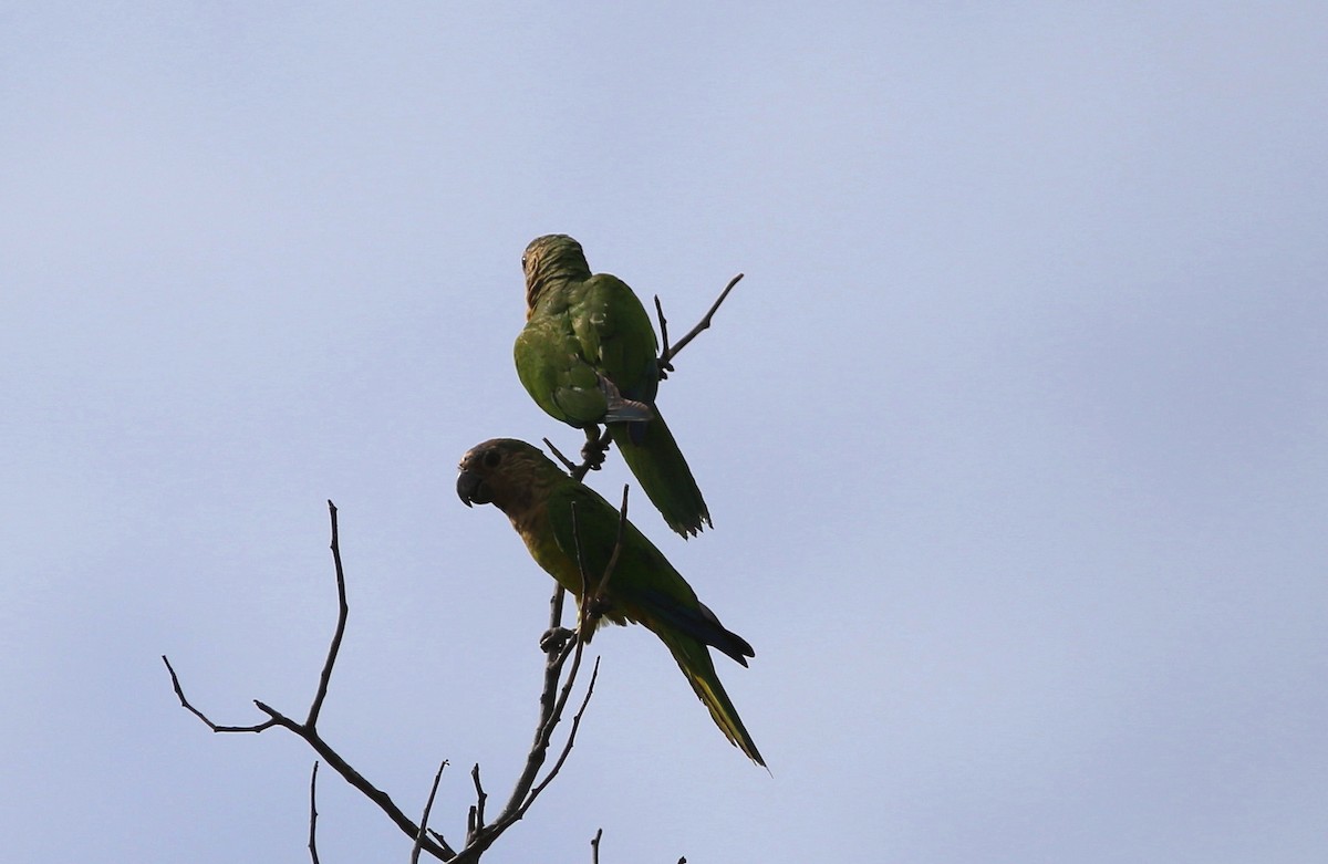 Brown-throated Parakeet (Brown-throated) - Rohan van Twest