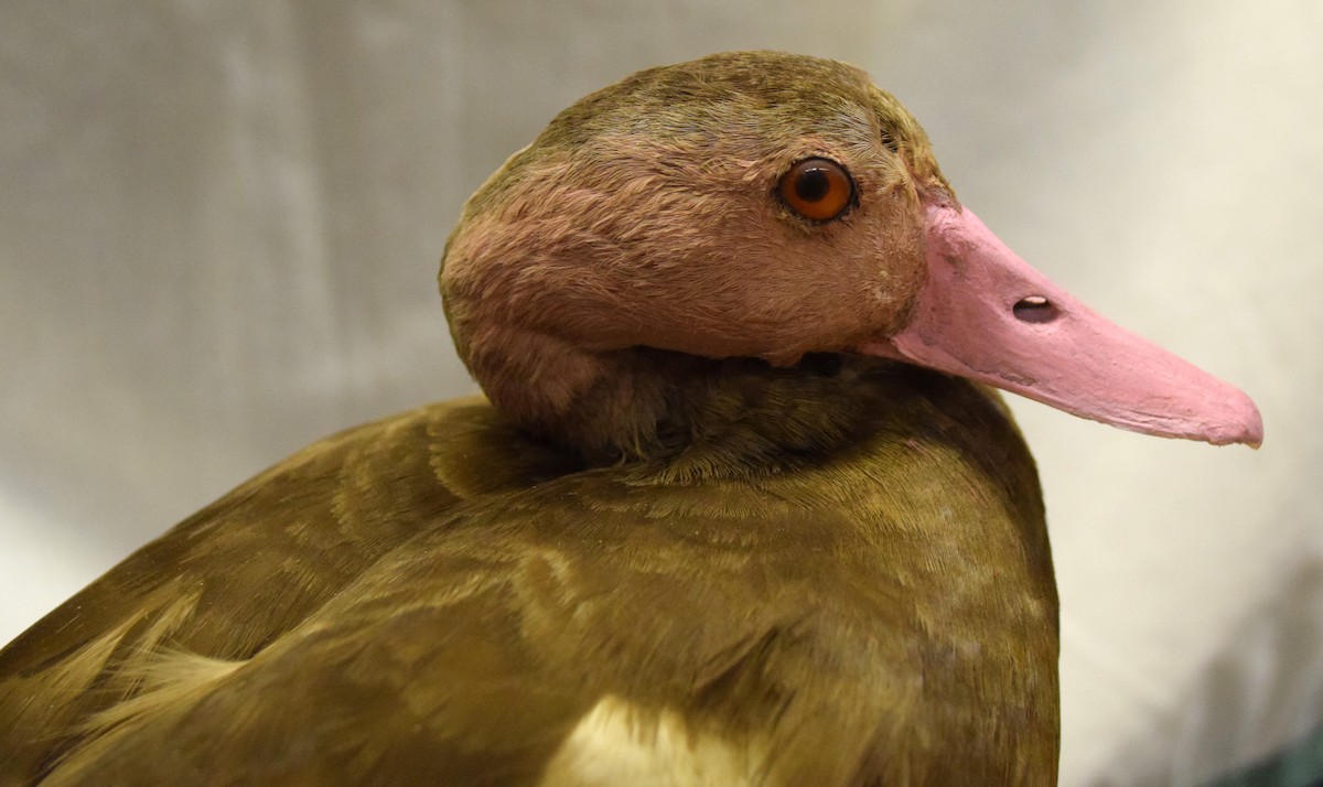 Pink-headed Duck - A Emmerson