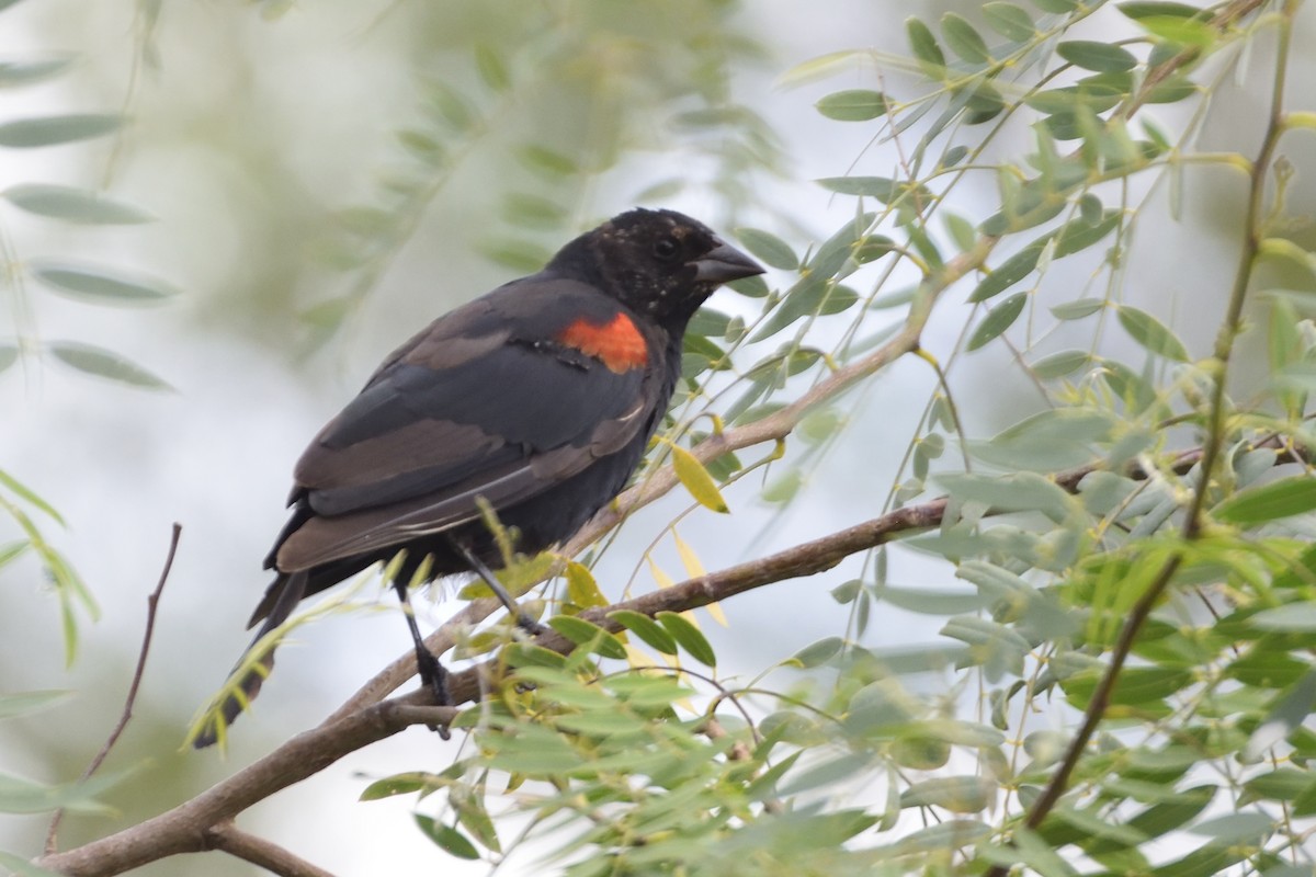 Red-winged Blackbird - Ricardo Arredondo