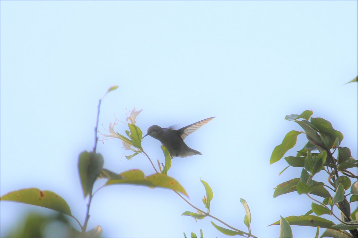 Ruby-throated Hummingbird - Ronald Goddard