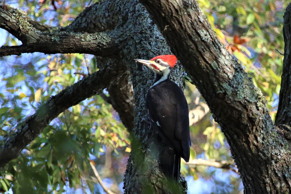 Pileated Woodpecker - Ronald Goddard