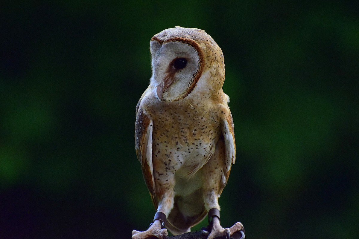 Barn Owl - Mayur Patel