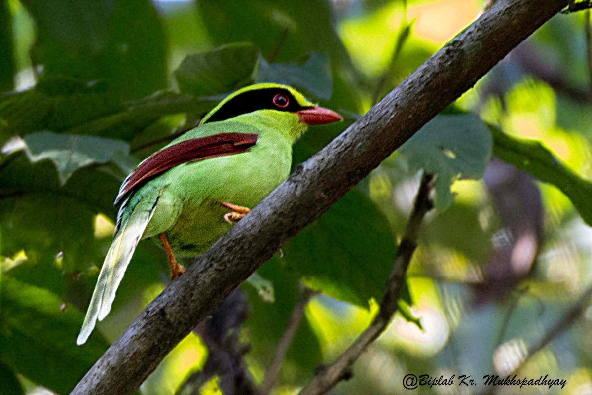 Common Green-Magpie - Biplab kumar Mukhopadhyay
