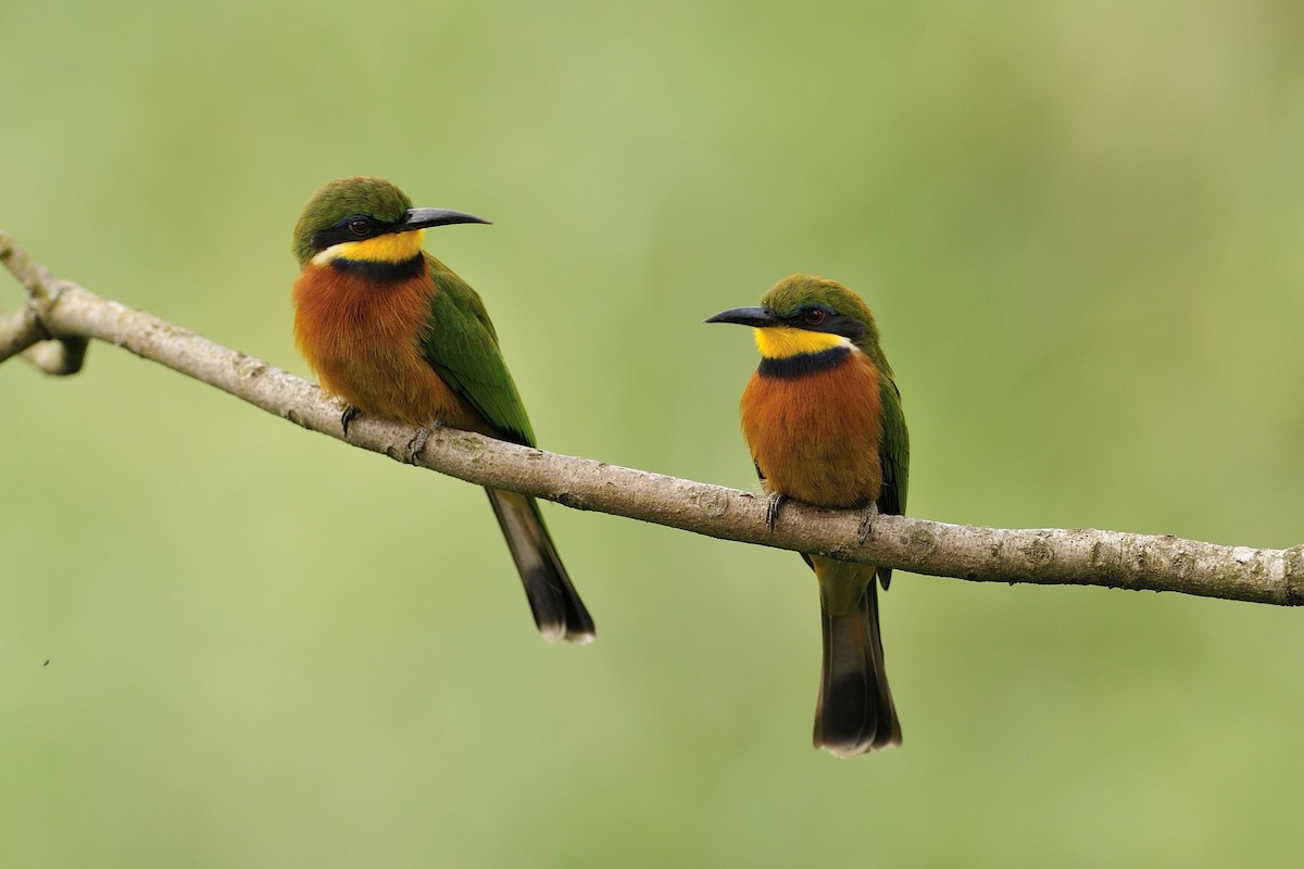 Cinnamon-chested Bee-eater - Frederic Demeuse