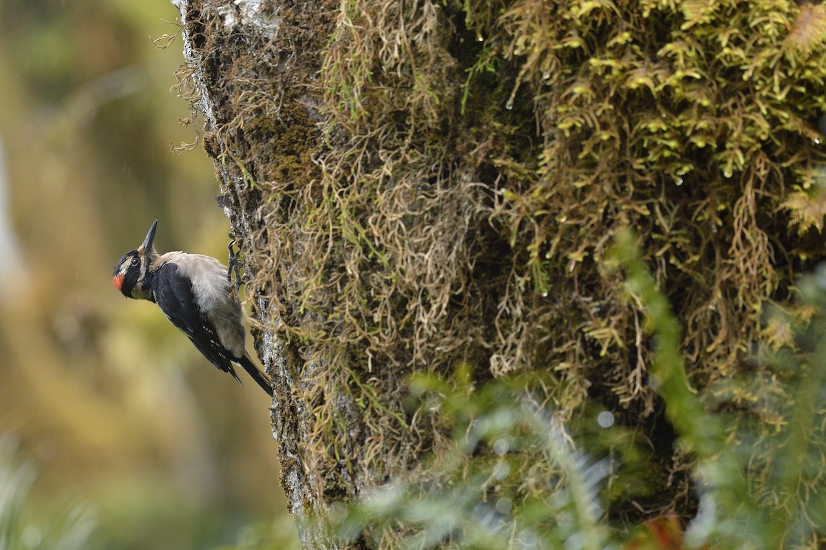 Hairy Woodpecker (Pacific) - Frederic Demeuse