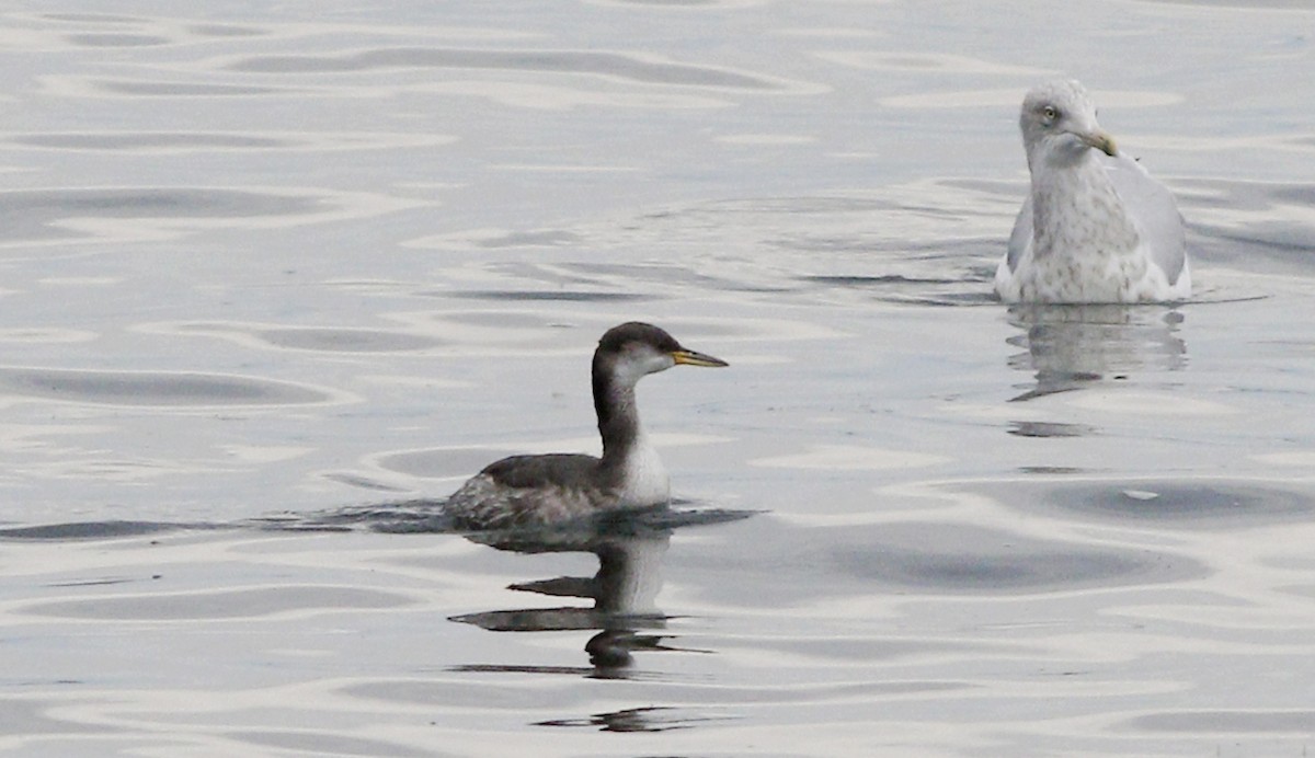 Red-necked Grebe - ML71223601