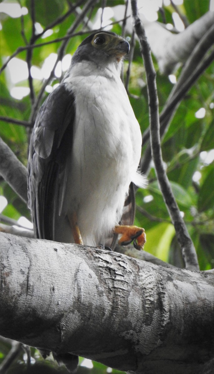 Slaty-backed Forest-Falcon - Victor Castro