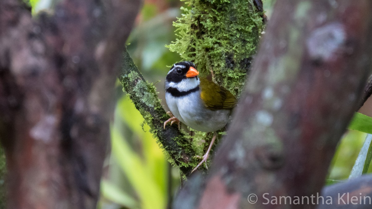 Orange-billed Sparrow (aurantiirostris Group) - Samantha Klein