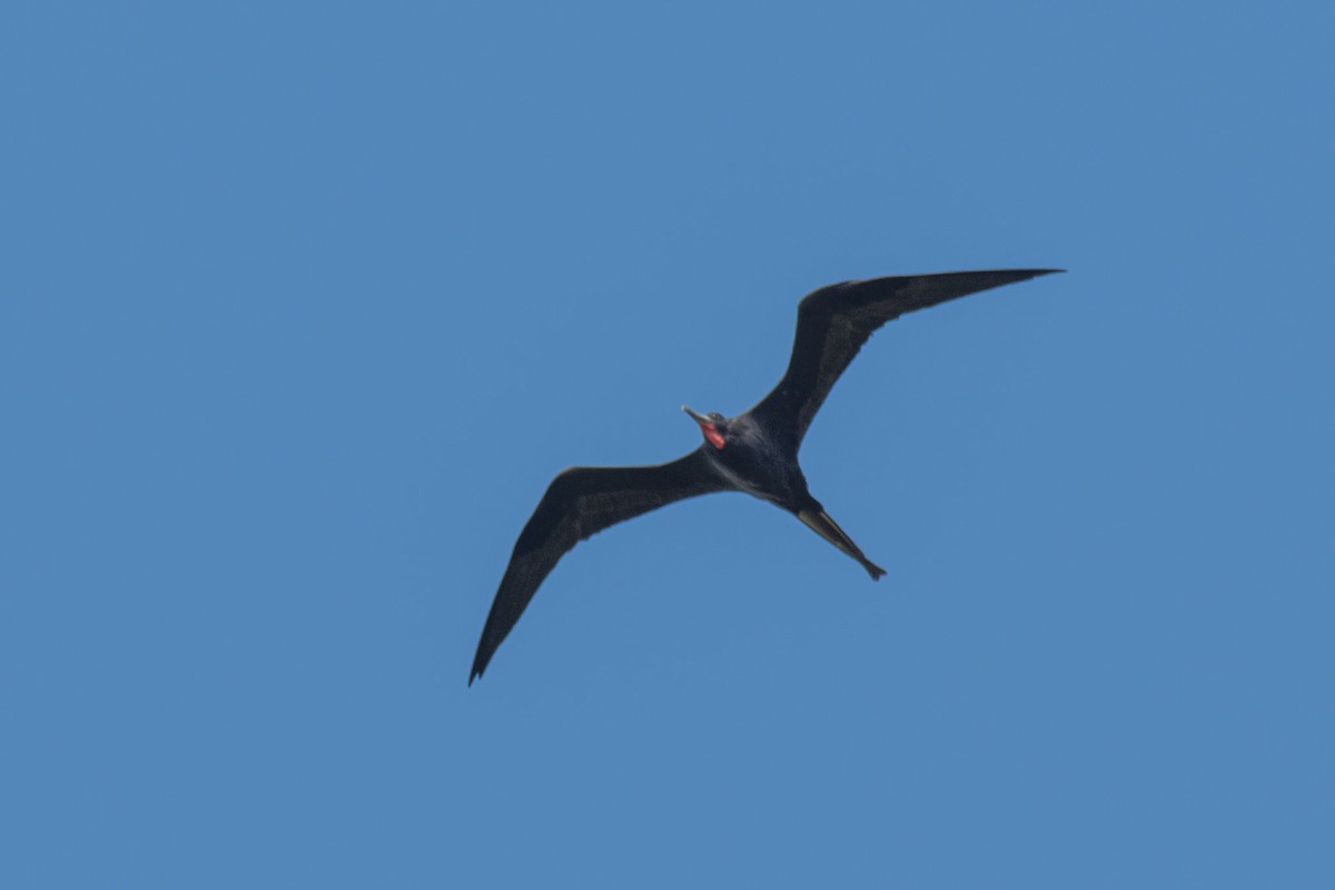 Magnificent Frigatebird - ML71226451