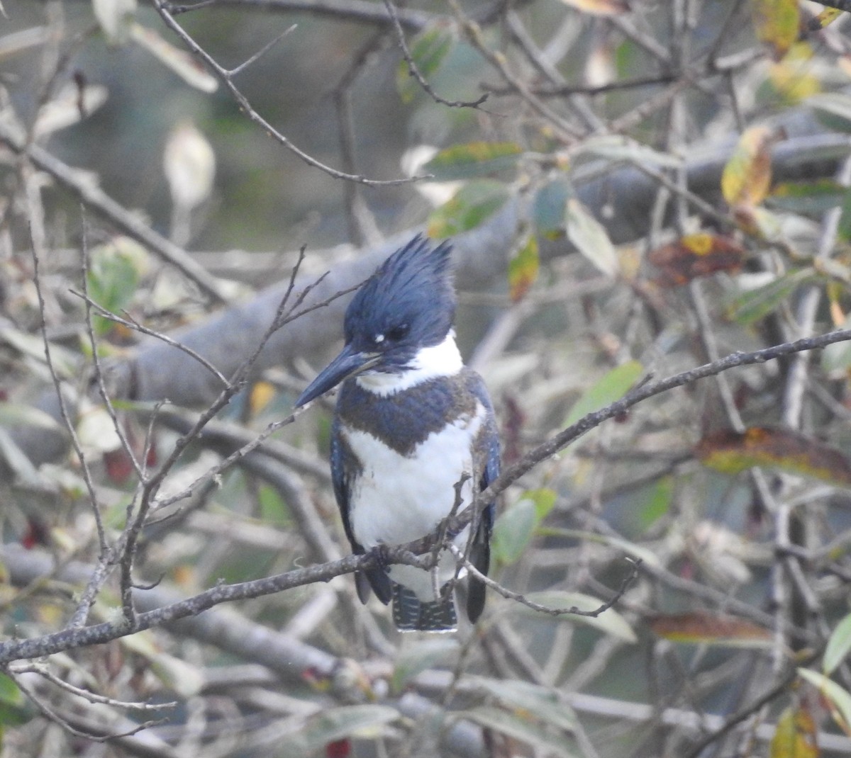 Belted Kingfisher - ML71226791