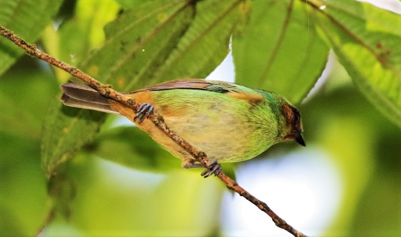 Rufous-cheeked Tanager - ML712268