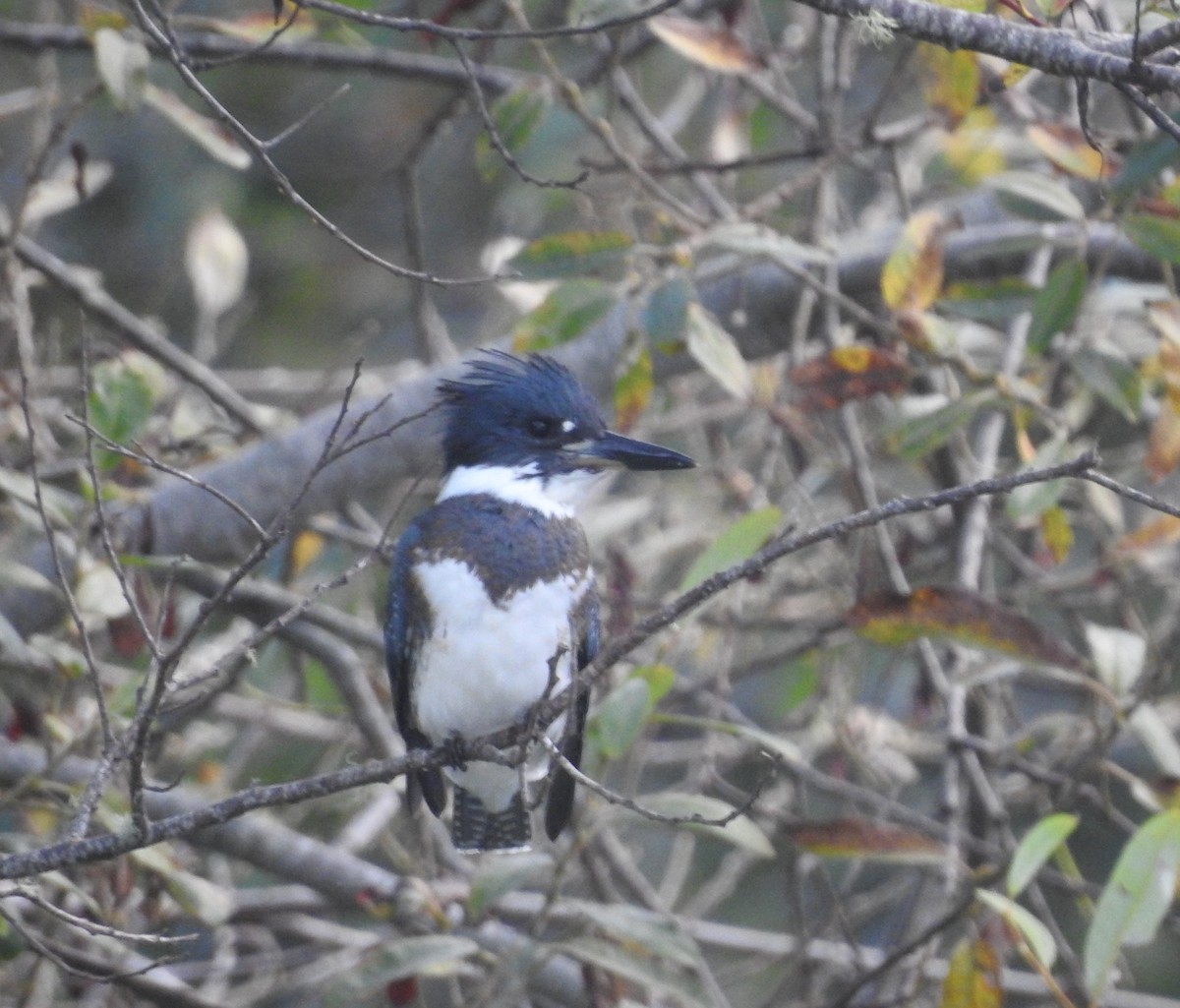 Belted Kingfisher - ML71226801