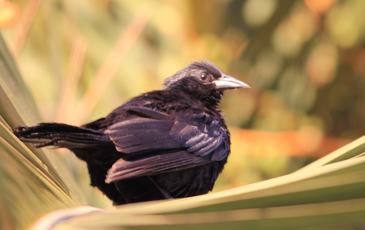 Austral Blackbird - Marcos Wei