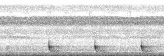 Large-tailed Nightjar - ML71233