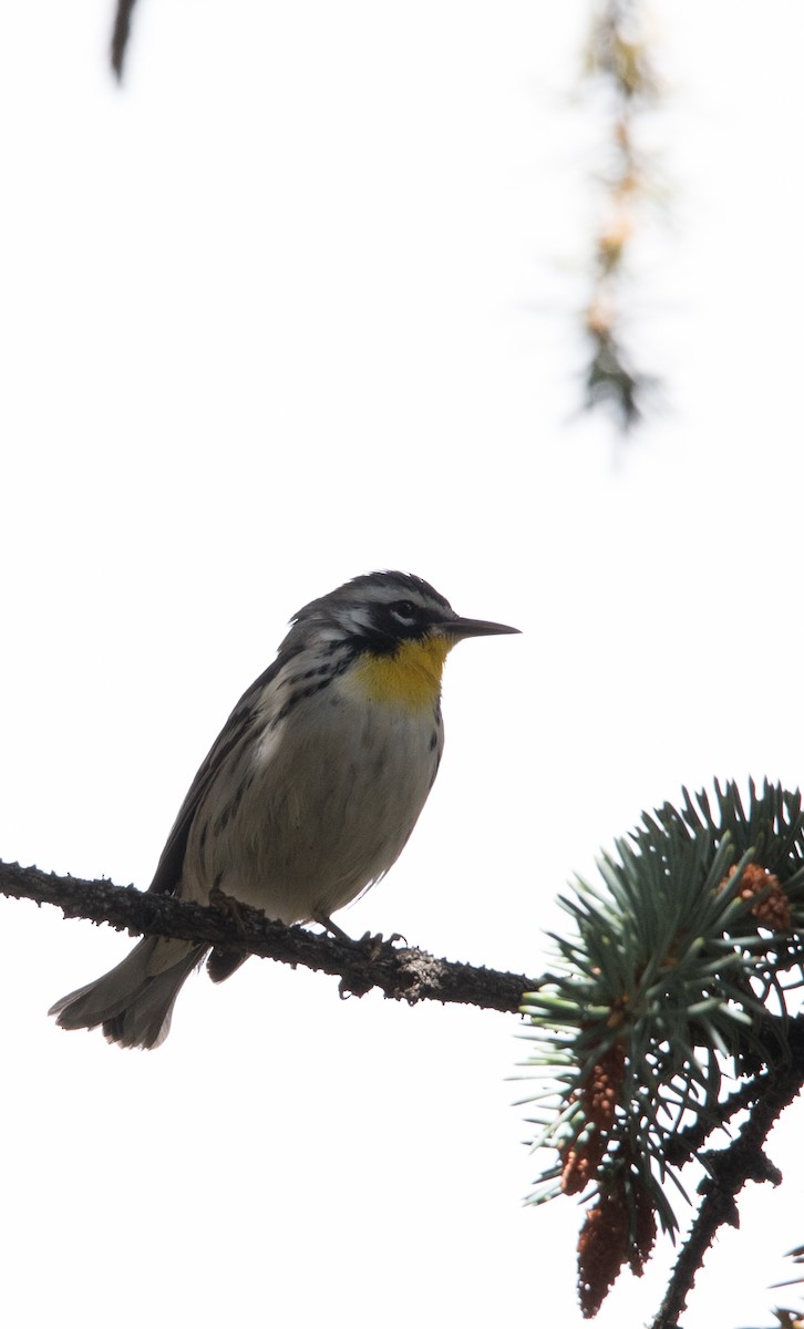 Yellow-throated Warbler - ML71237941