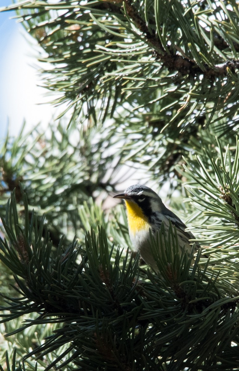 Yellow-throated Warbler - Nathaniel Behl