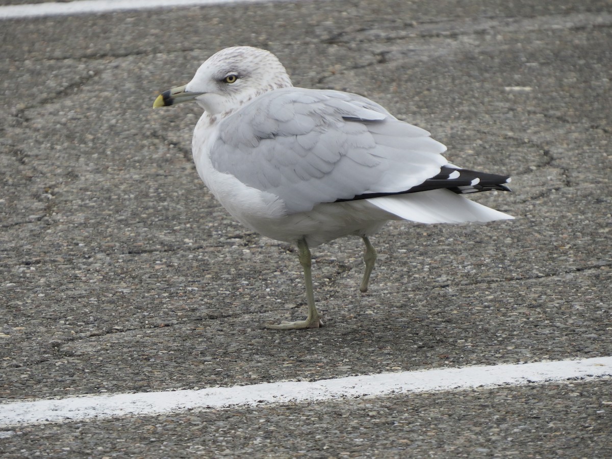 Ring-billed Gull - Jerry Smith