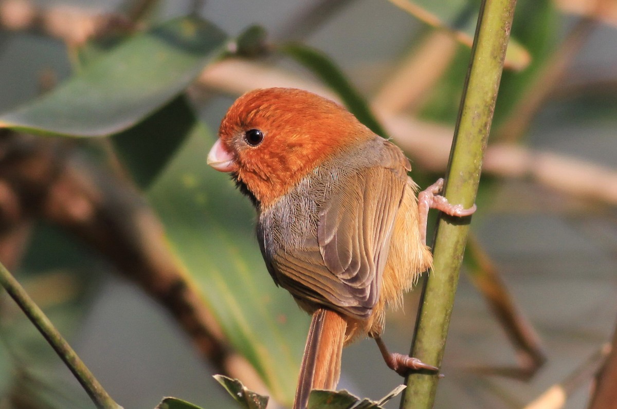 Short-tailed Parrotbill - Marcos Wei