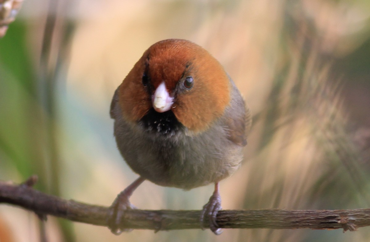 Short-tailed Parrotbill - Marcos Wei