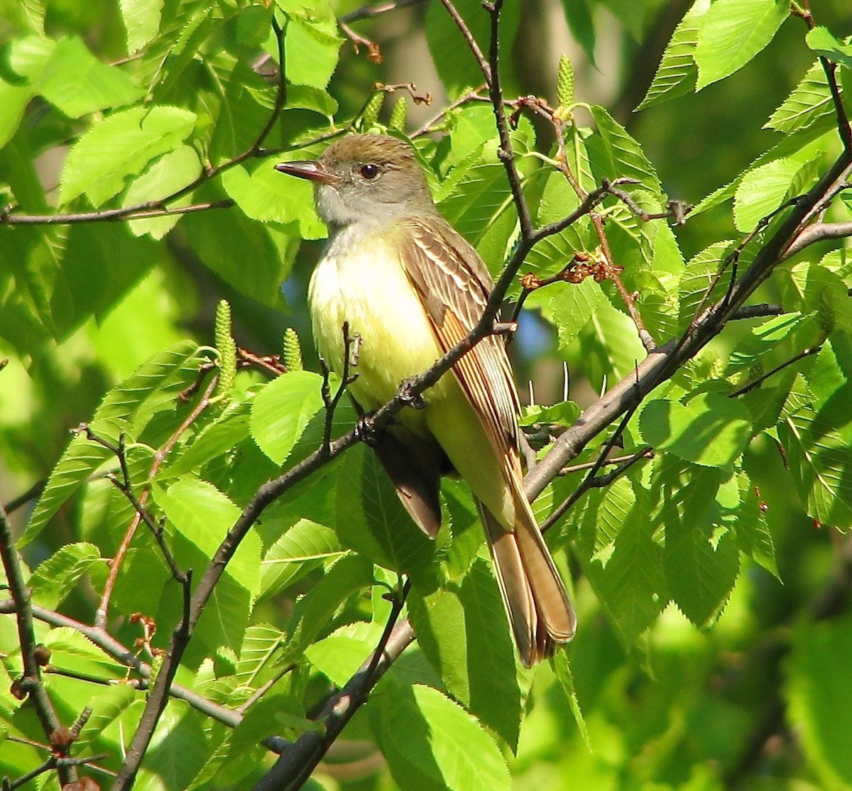 Great Crested Flycatcher - ML71239611