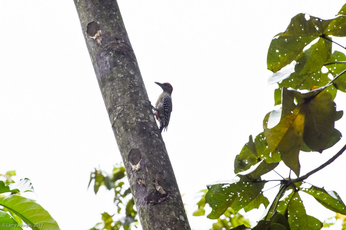 Red-crowned Woodpecker - Larry Joseph