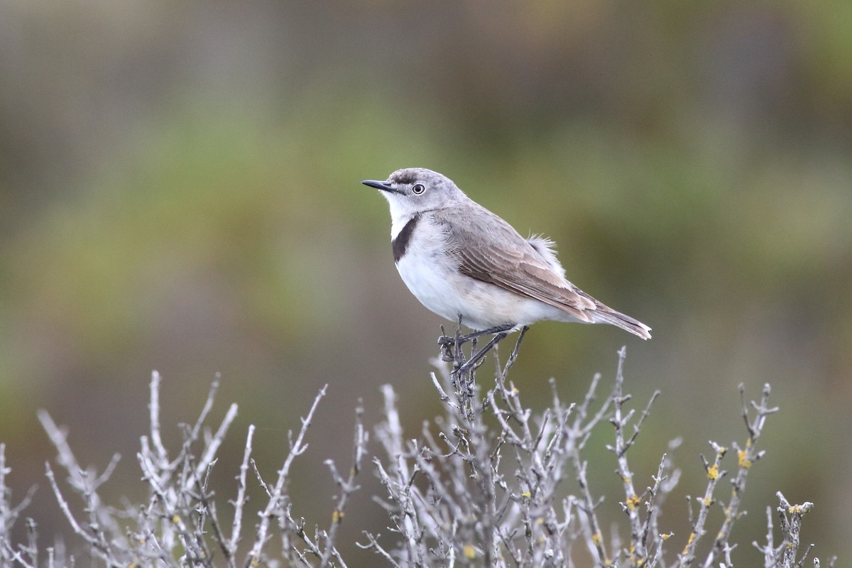 White-fronted Chat - Leigh Pieterse