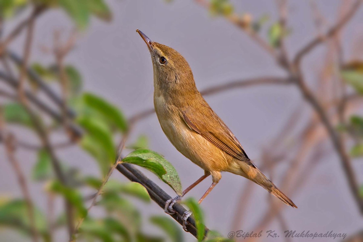 Blyth's Reed Warbler - Biplab kumar Mukhopadhyay