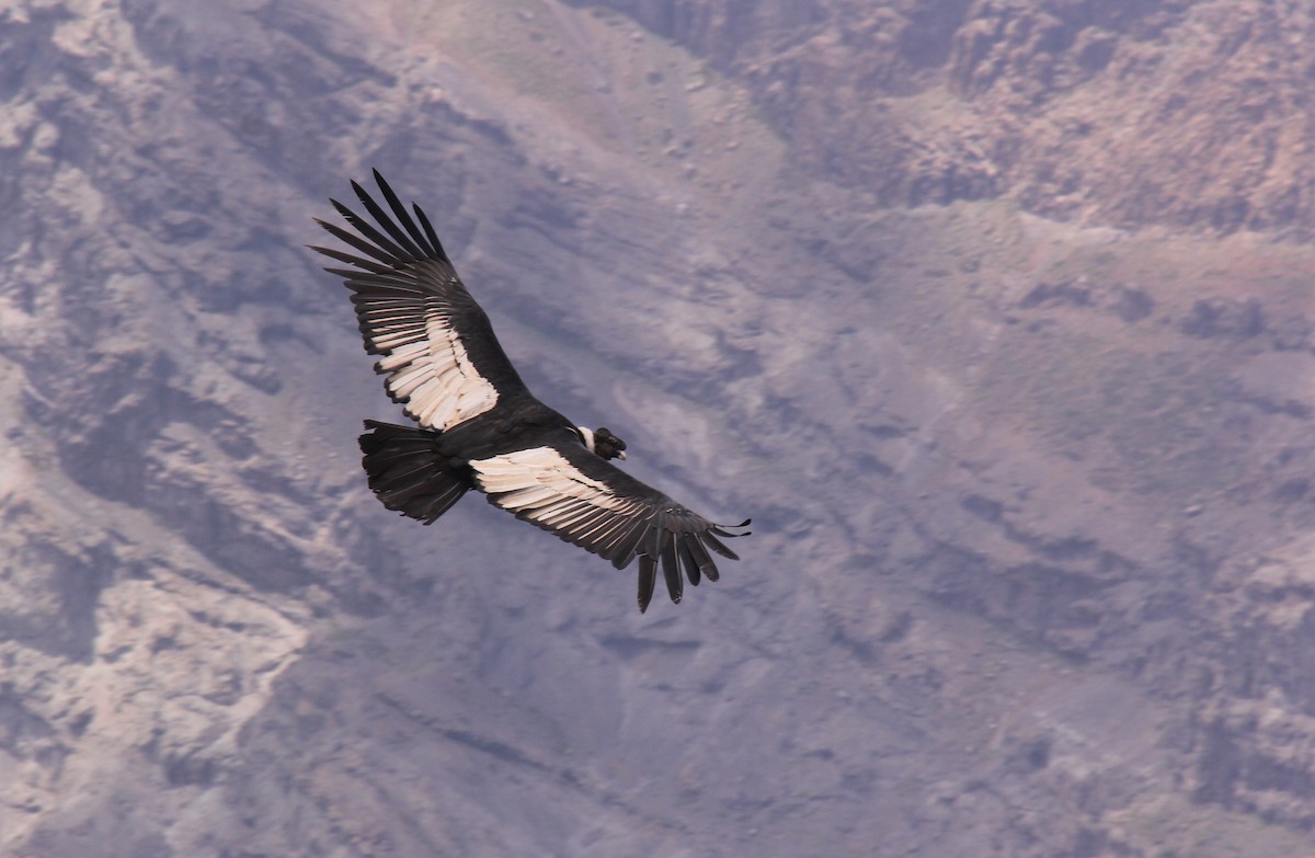 Andean Condor - Marcos Wei