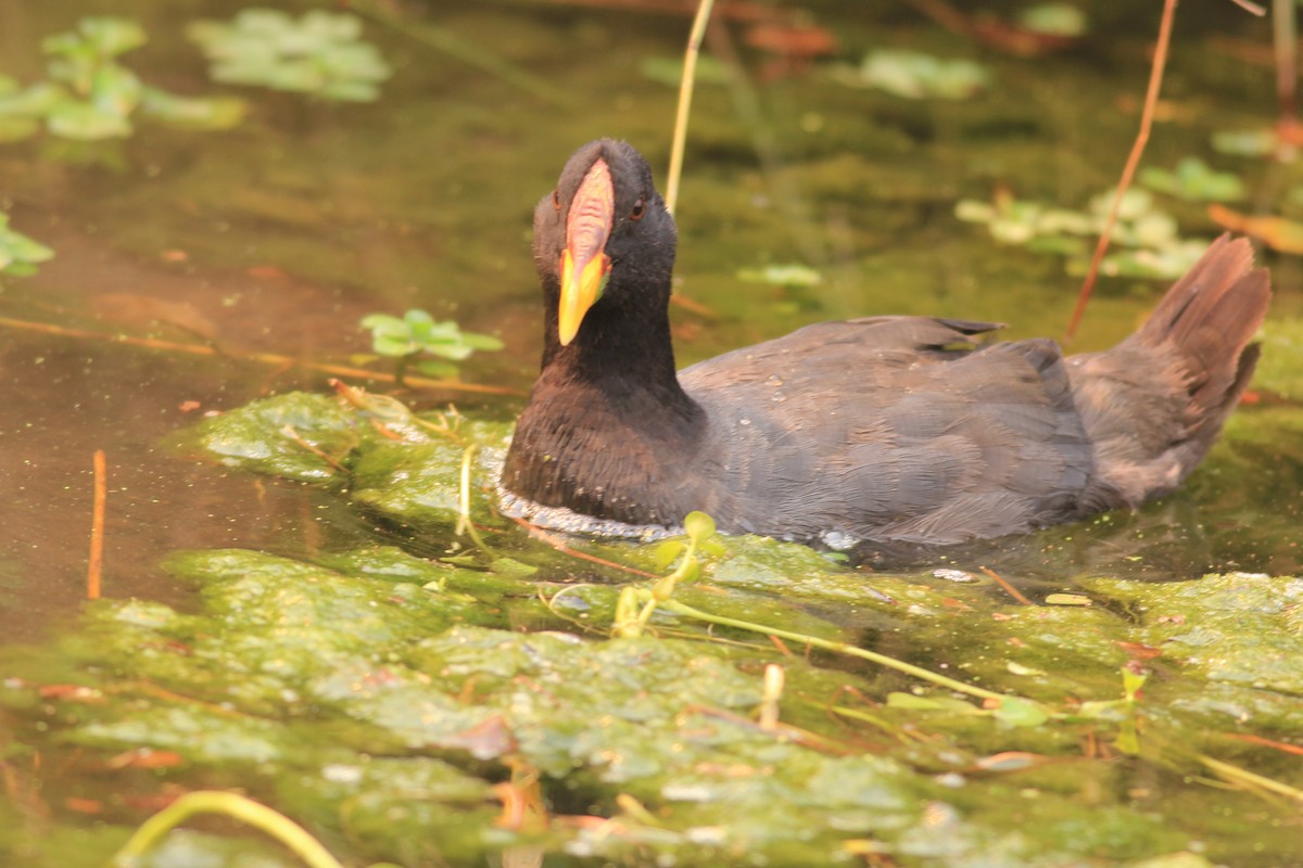 Red-fronted Coot - ML712437