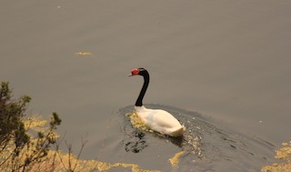 Black-necked Swan, ML712439