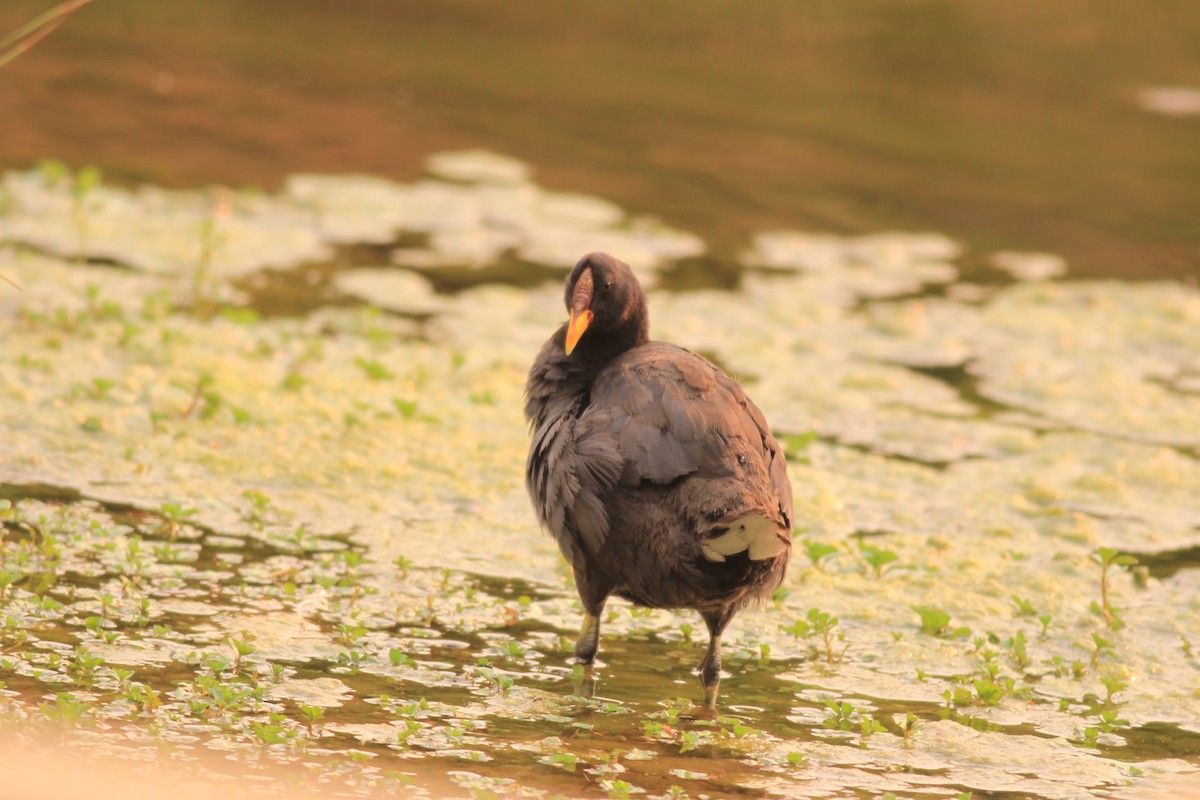 Red-fronted Coot - Marcos Wei