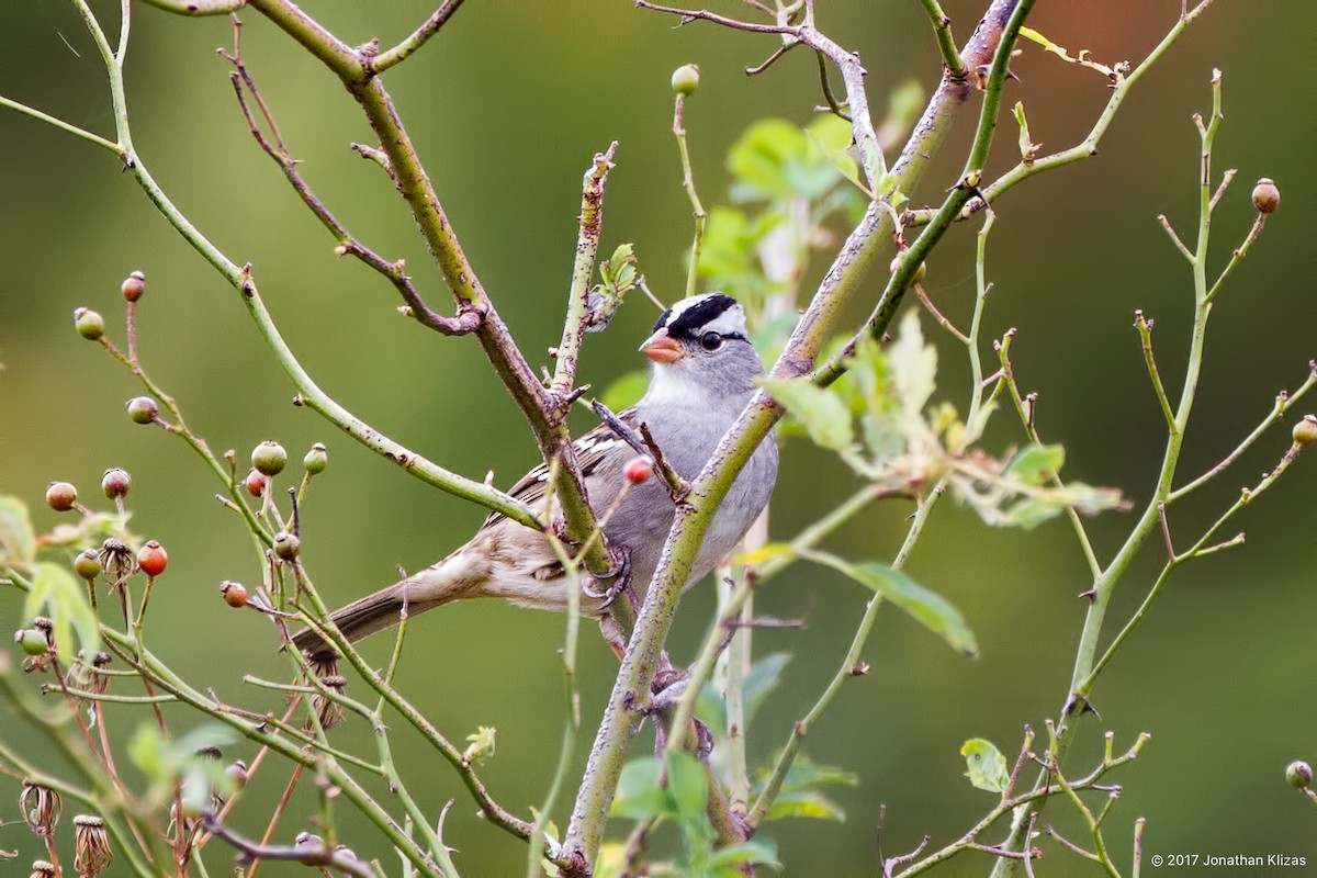 White-crowned Sparrow - Jonathan Klizas