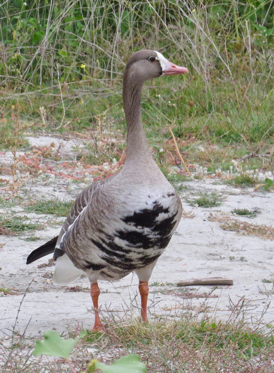 Greater White-fronted Goose - ML71244781