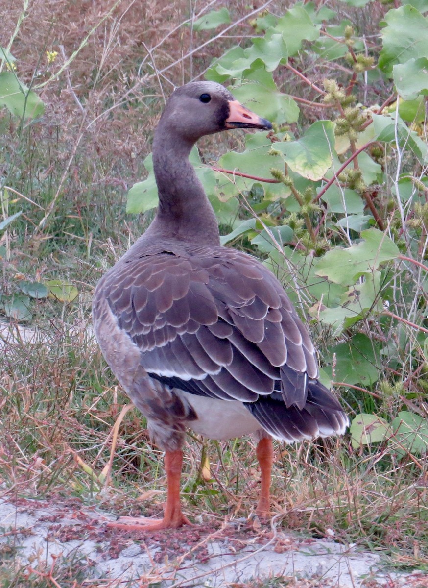 Greater White-fronted Goose - ML71244861