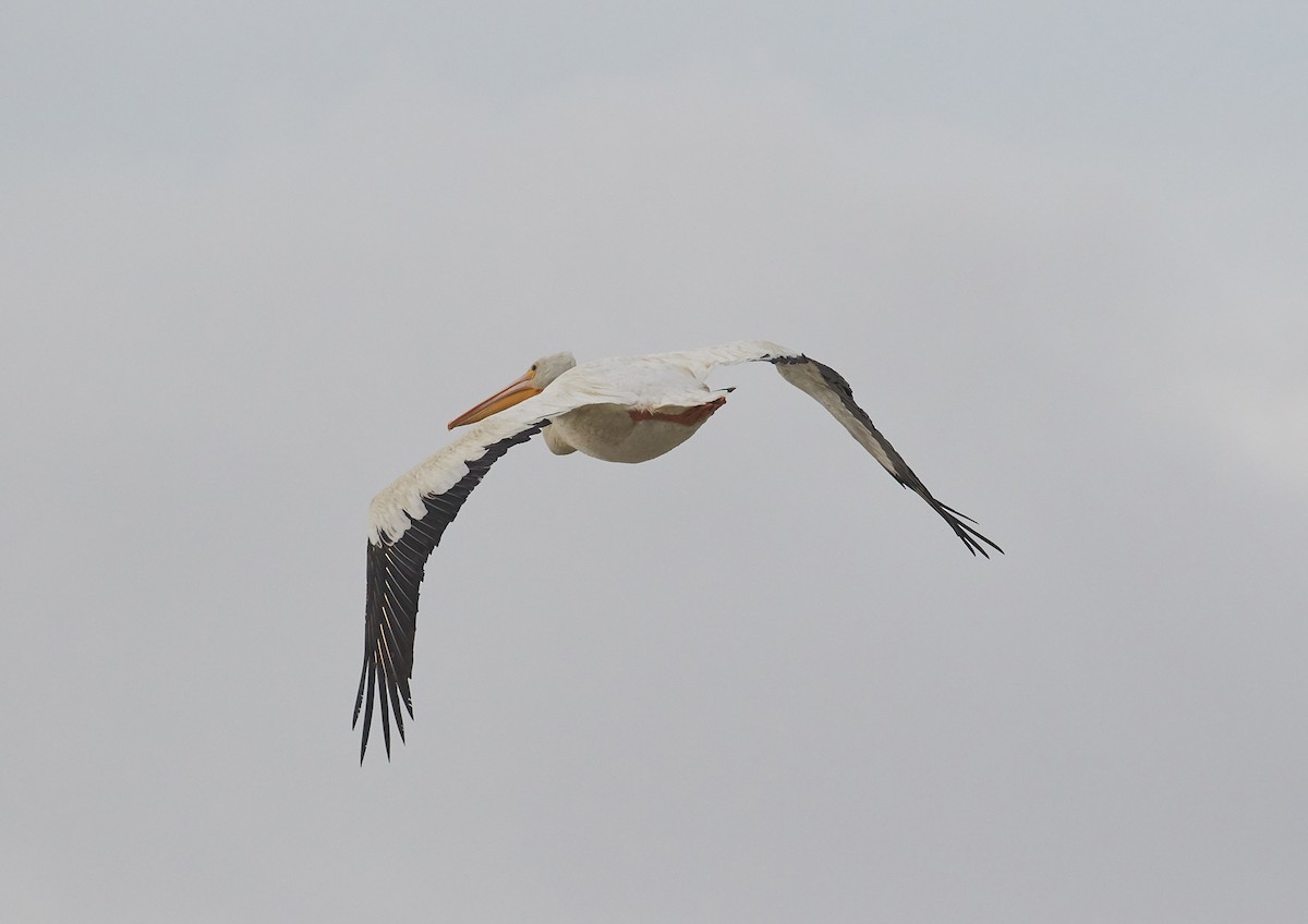 American White Pelican - ML71247211