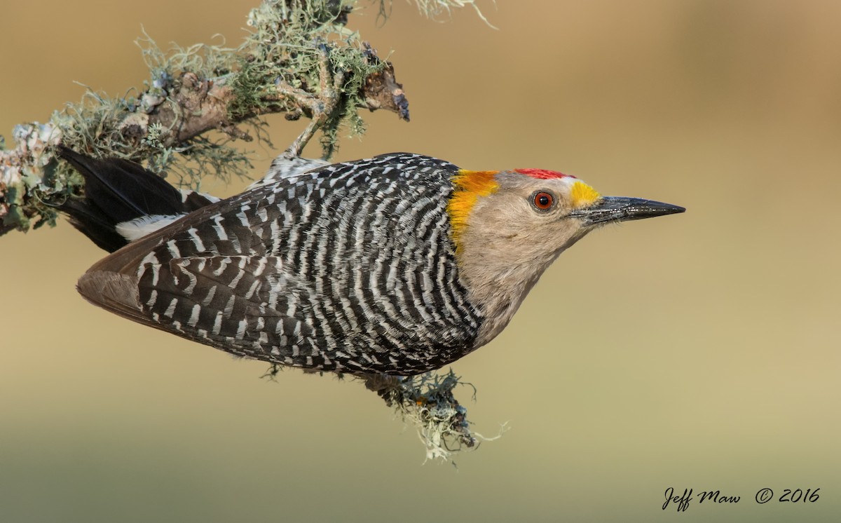 Golden-fronted Woodpecker - ML71247331