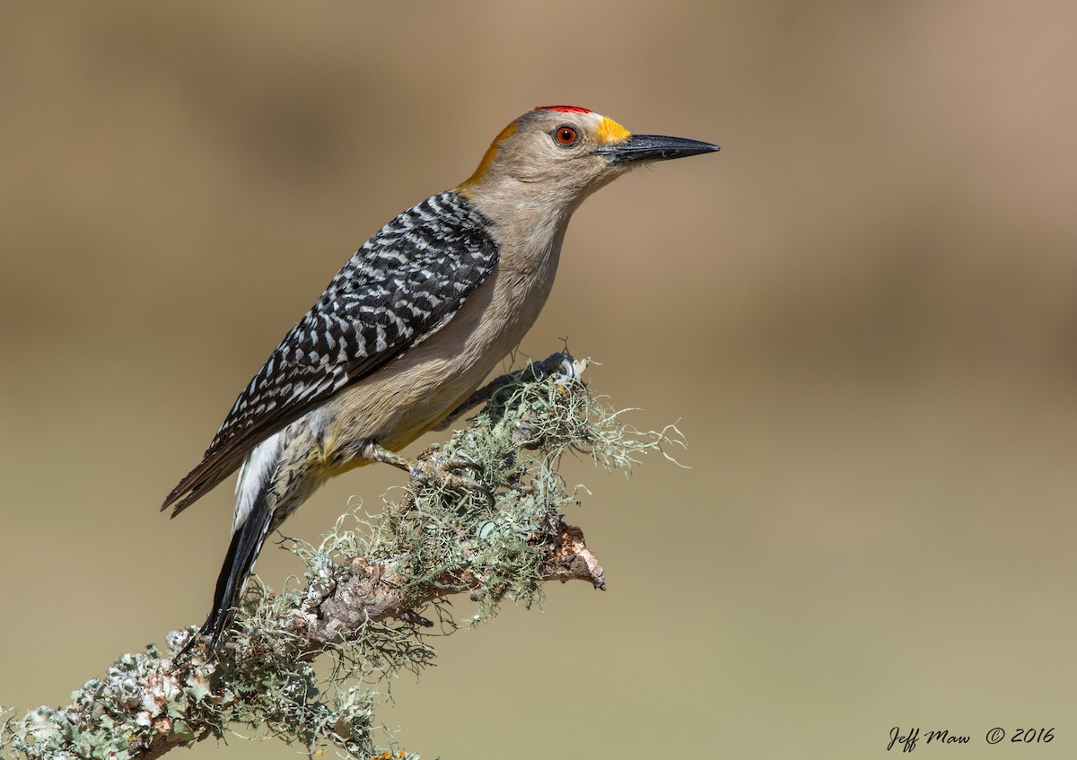 Golden-fronted Woodpecker - ML71247341