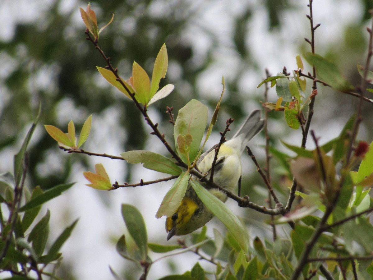 Black-throated Green Warbler - David LaGrange