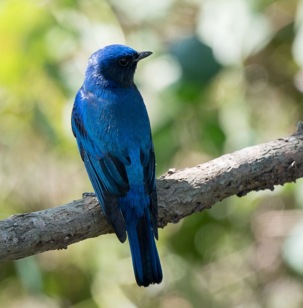 Blue-and-white Flycatcher - ML71247551