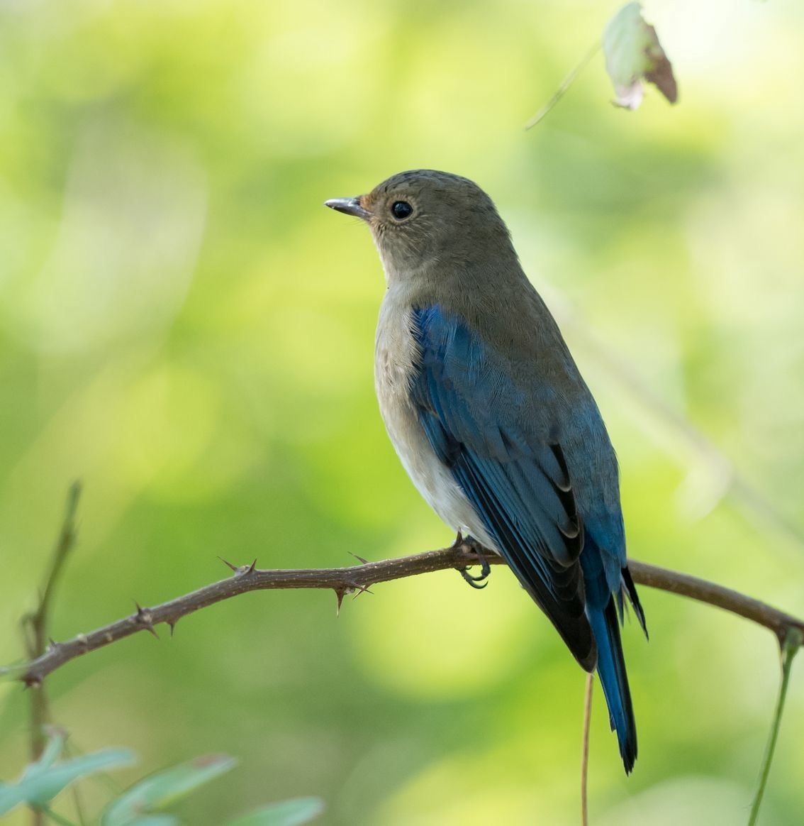 Blue-and-white Flycatcher - ML71247571