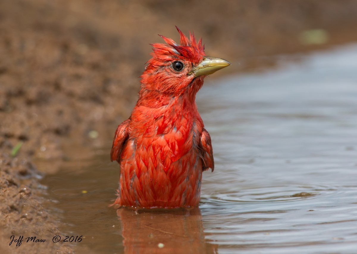 Summer Tanager - Jeff Maw