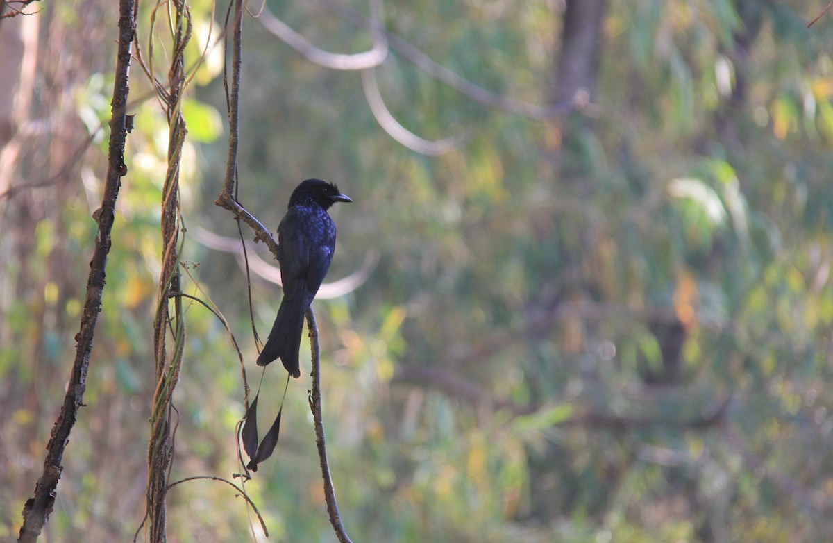 Greater Racket-tailed Drongo - ML712484
