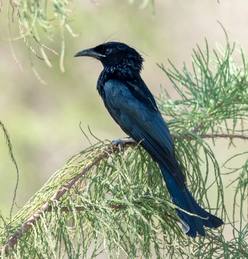 Hair-crested Drongo - ML71248661