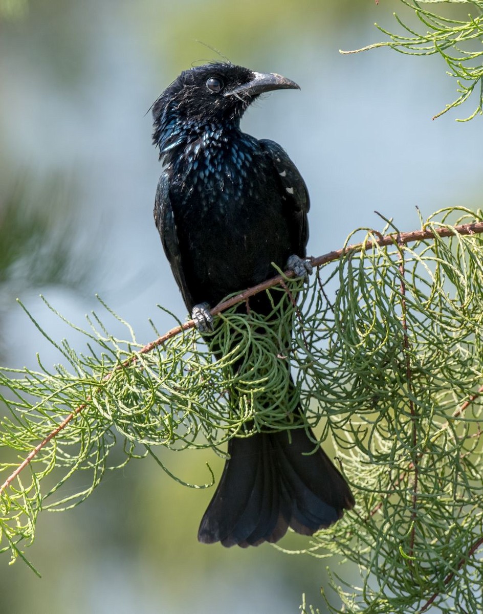 Hair-crested Drongo - ML71248671