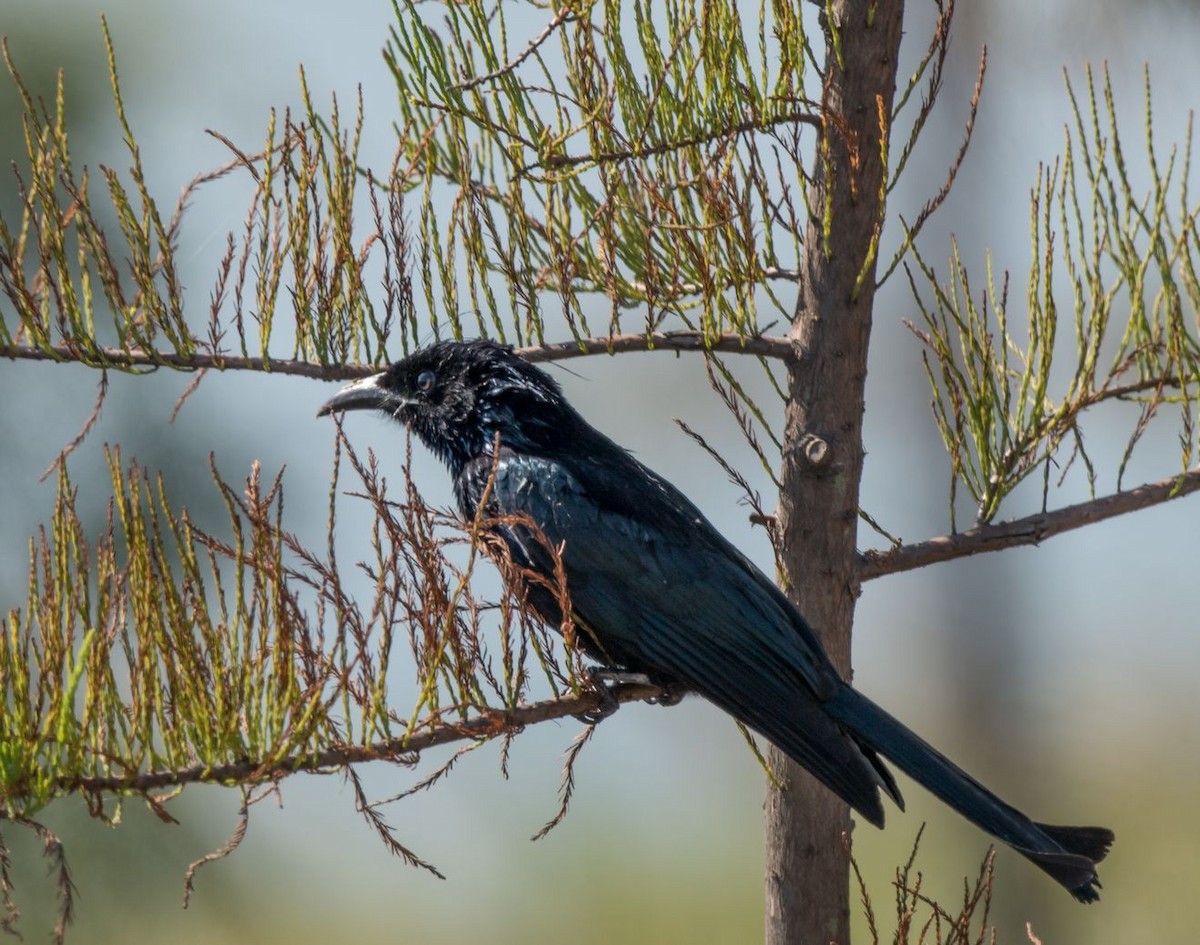 Hair-crested Drongo - ML71248681