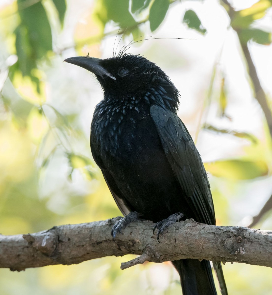 Hair-crested Drongo - ML71248691