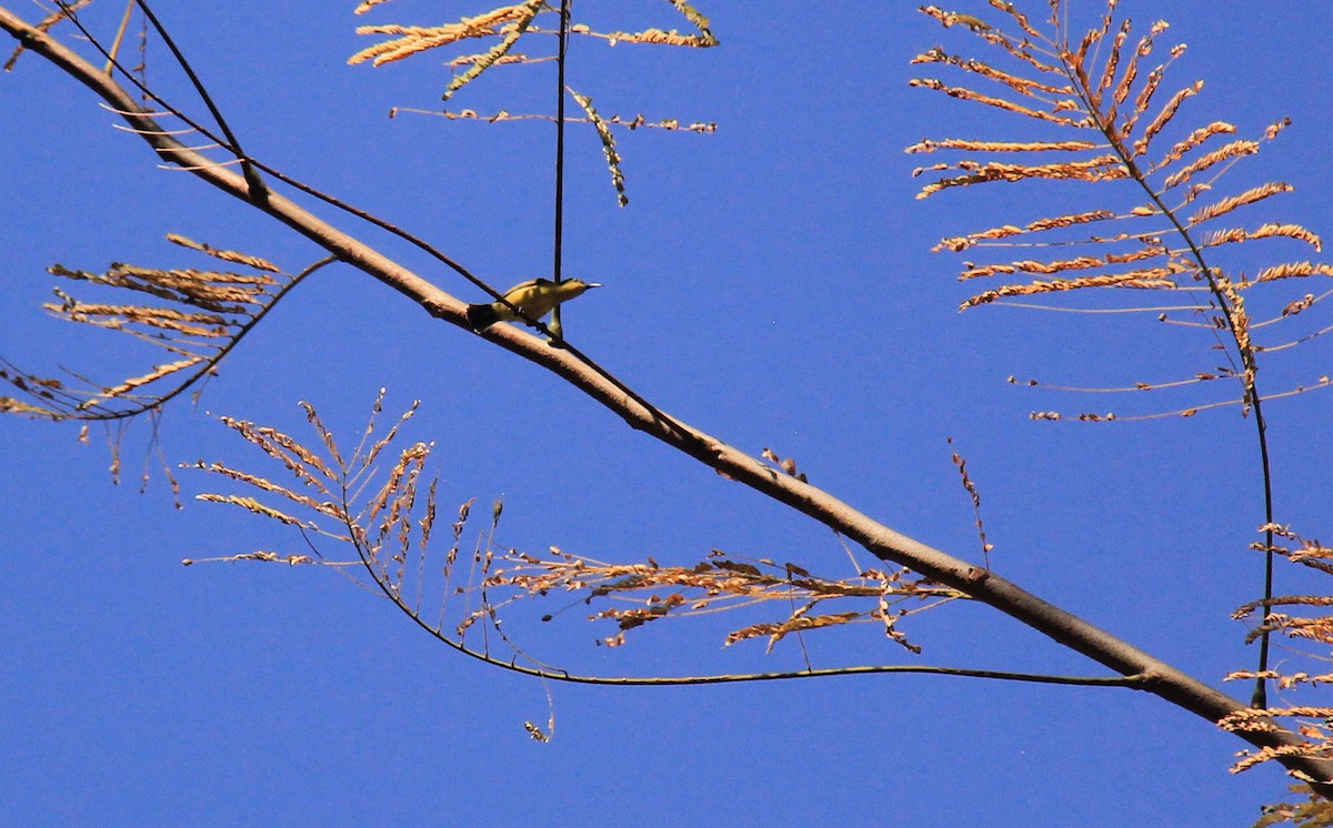 Brown-throated Sunbird - ML712493