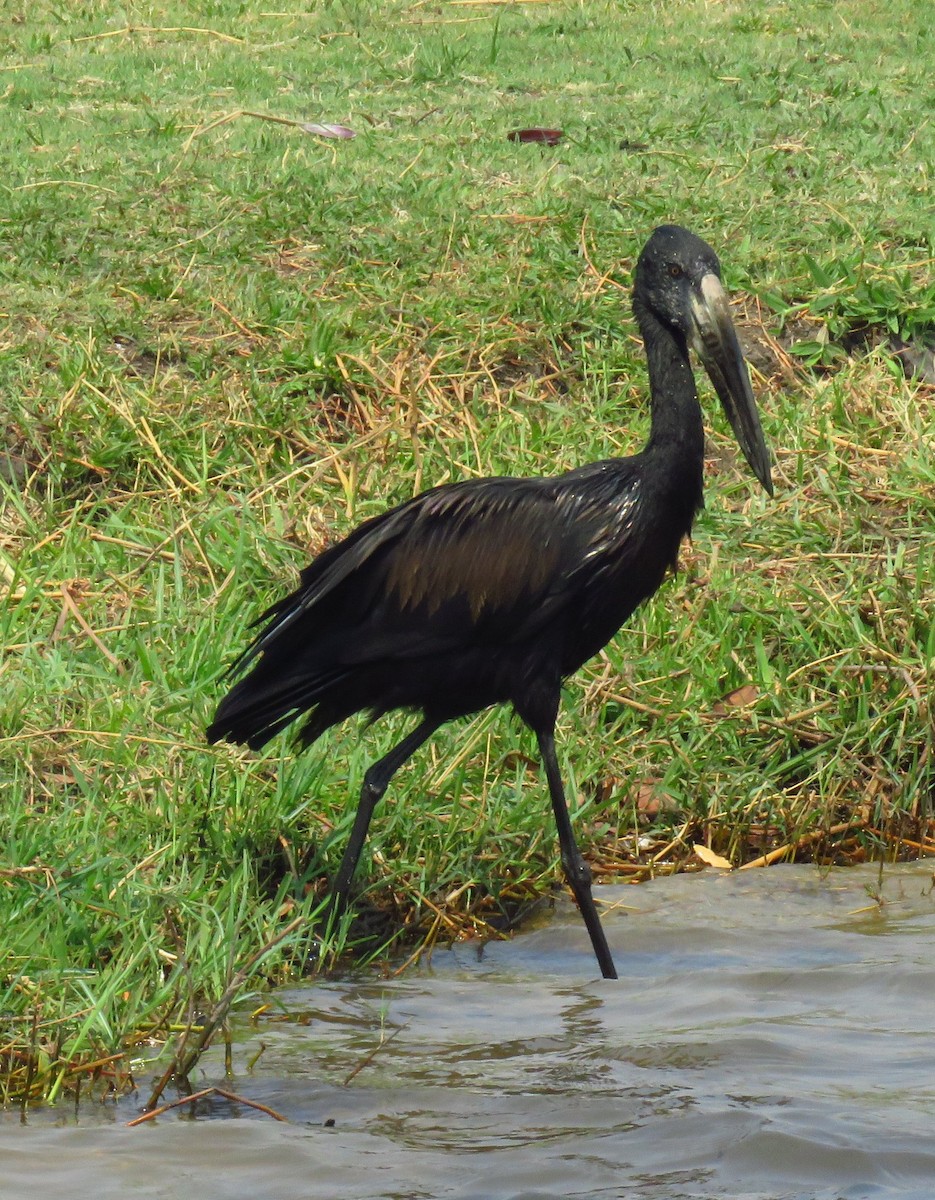 African Openbill - Tom Dudones